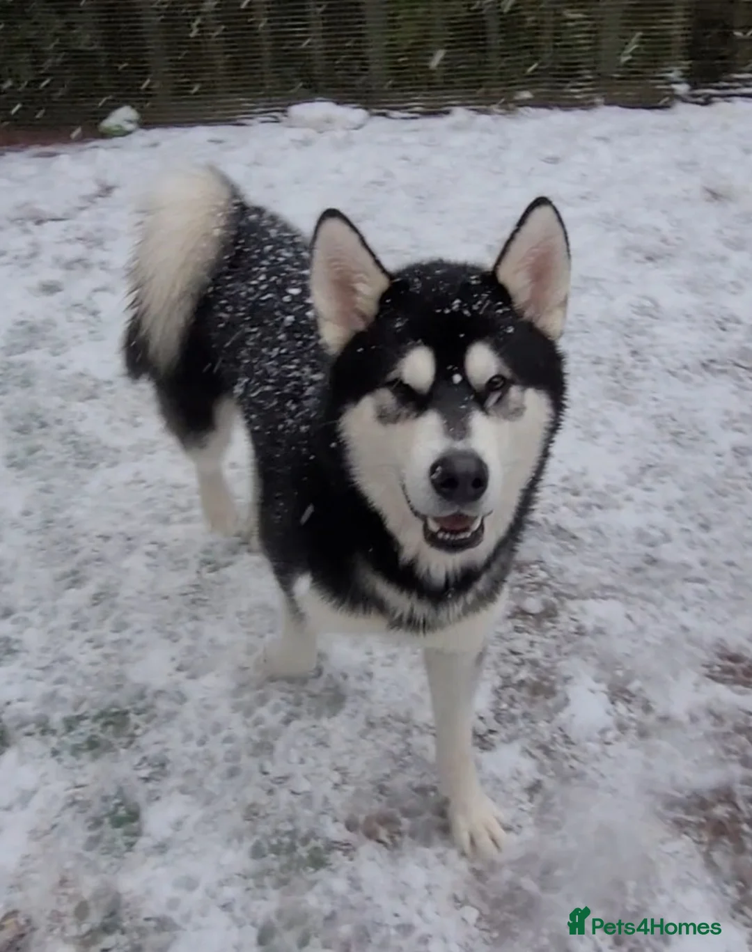 Alaskan Malamute dogs for stud: "Proven" Alaskan malamute for stud  in Sheffield - Advert 15