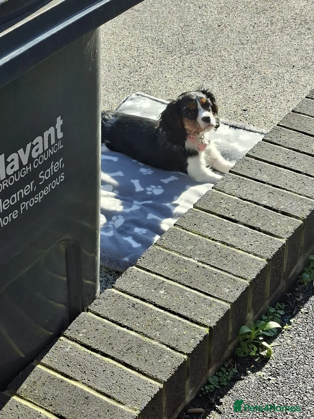Cavalier King Charles Spaniel dogs for sale: 6 month old female tri cavalier king Charles in Hayling Island - Advert 3