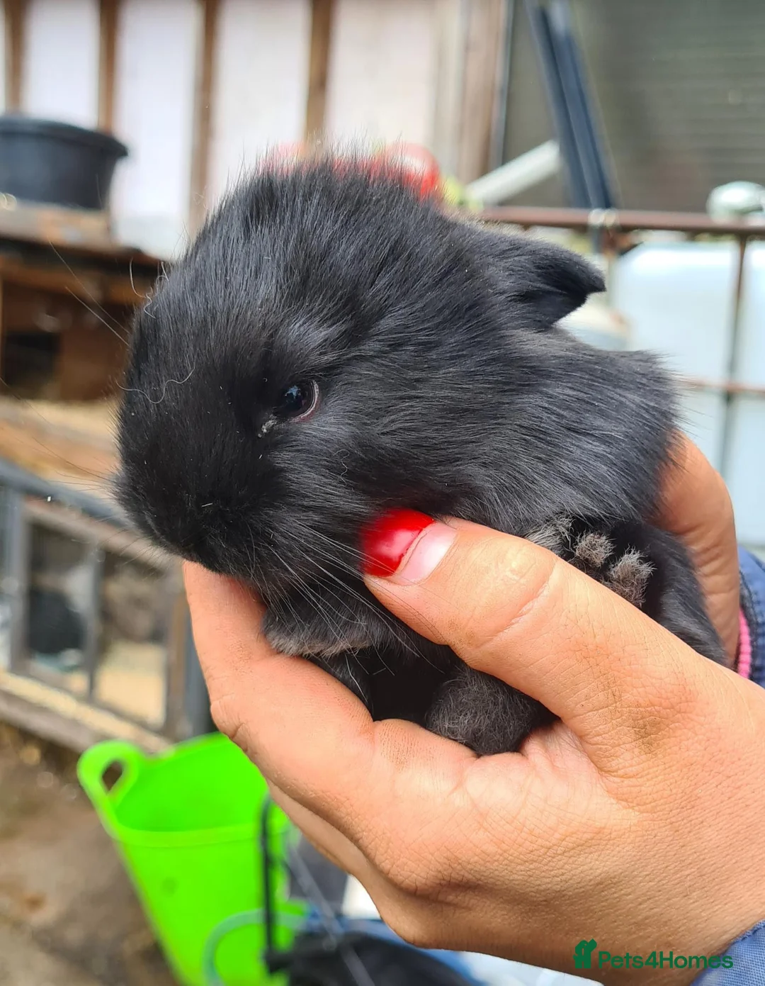 Netherland Dwarf rabbits for sale: Baby bunz  in Blackburn - Advert 6