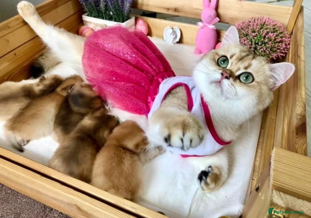 British Shorthair cats for sale: 🔥Champion Line Golden British Shorthair Kittens🔥 - Image 2