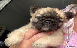French Bulldog dogs for sale: Quality health tested/KC fluffy French bulldogs - Image 9
