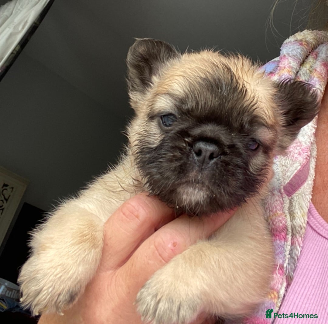 French Bulldog dogs for sale: Quality health tested/KC fluffy French bulldogs - Image 9