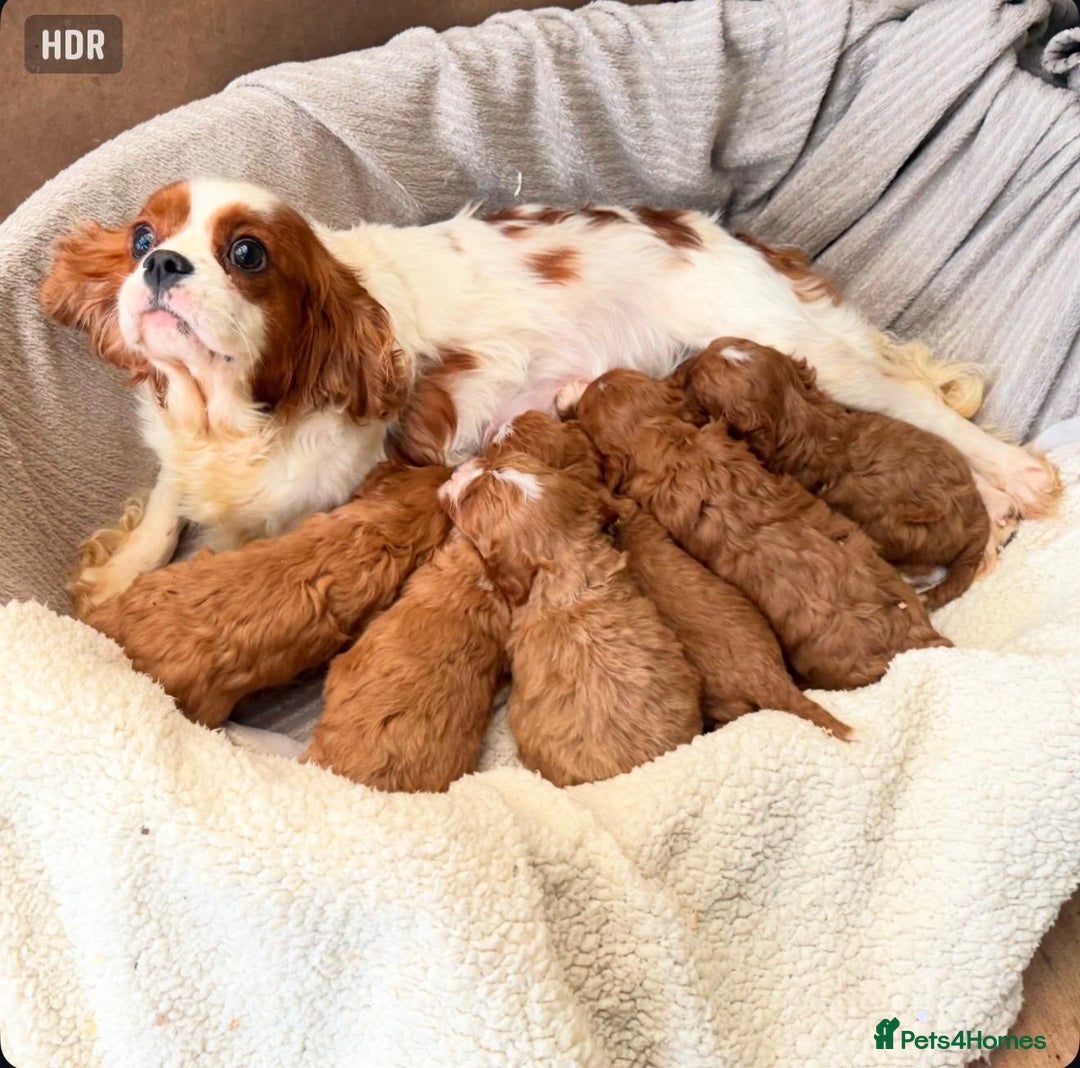 Cavapoo dogs for sale: Cavapoo Puppies - Advert 3