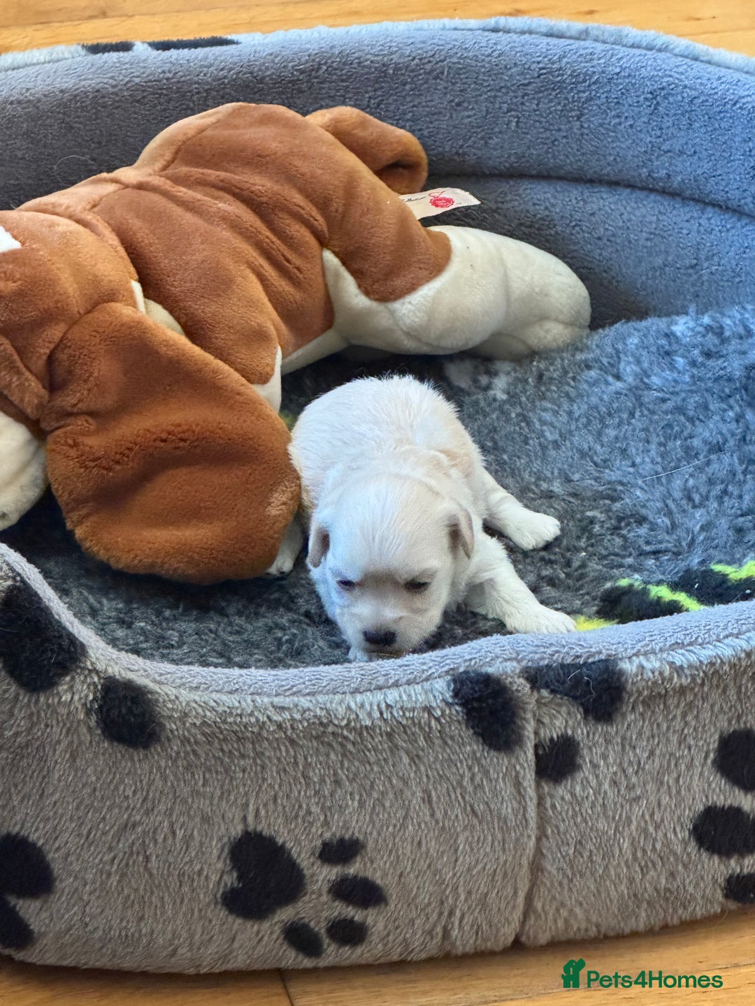 Havanese dogs for sale: Havanese Puppies For Sale - Advert 3