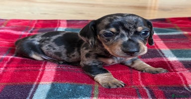 Miniature Dachshund dogs - Advert 11