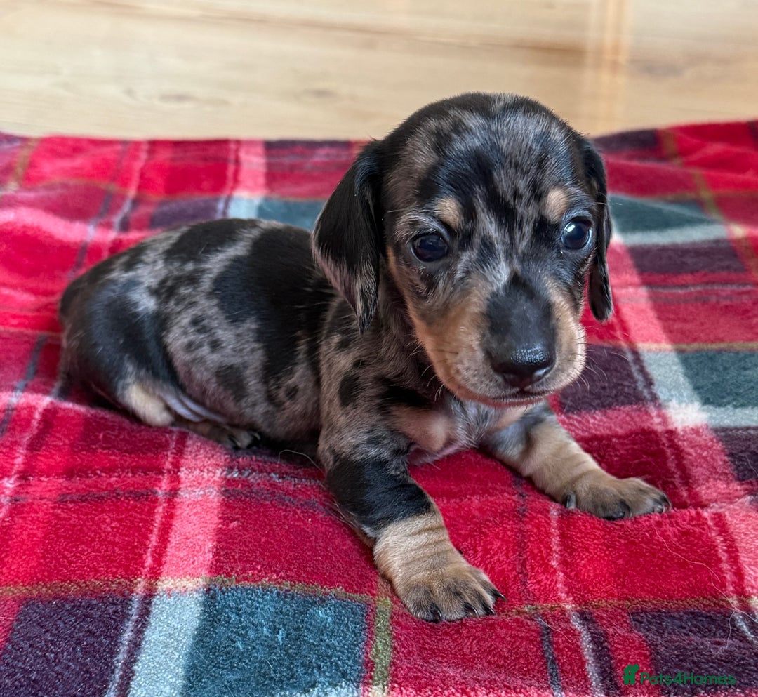 Miniature Dachshund dogs for sale: Miniature dapple Daschunds  - Image 2
