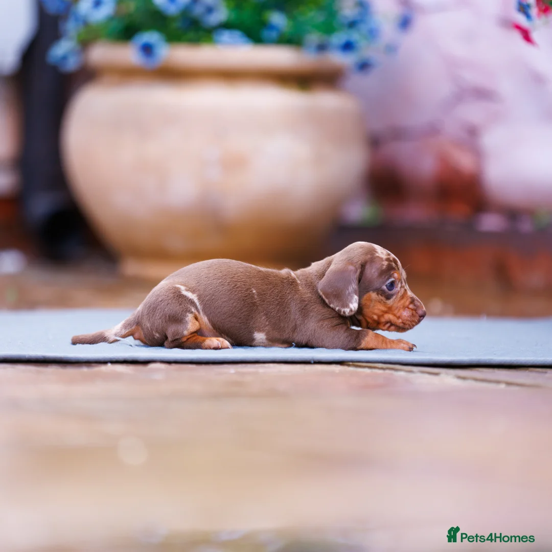 Miniature Dachshund dogs for sale: Top Tier Miniature Dachshunds for sale! - Advert 7