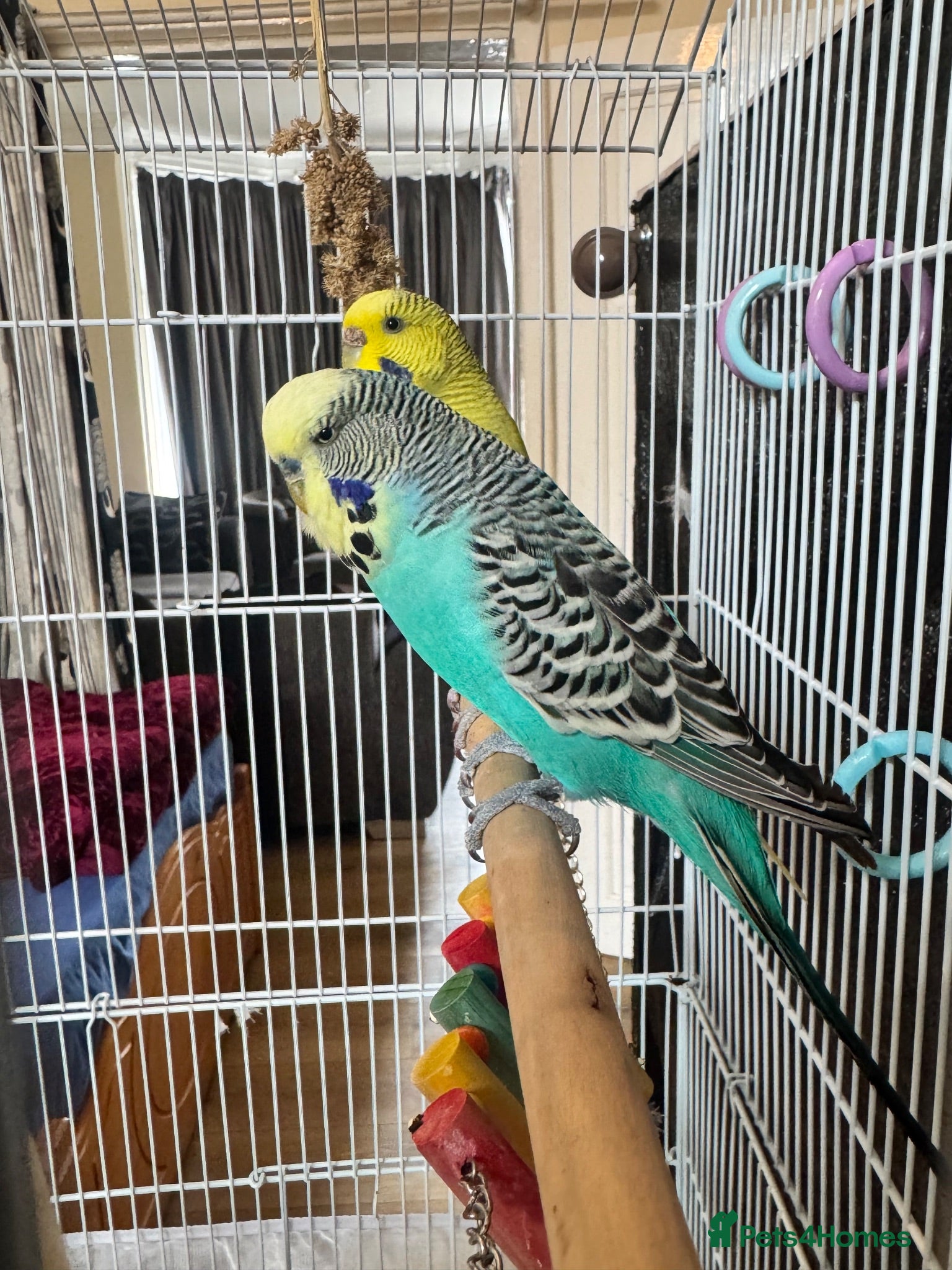 Budgerigars birds Budgies pair  - Advert 21