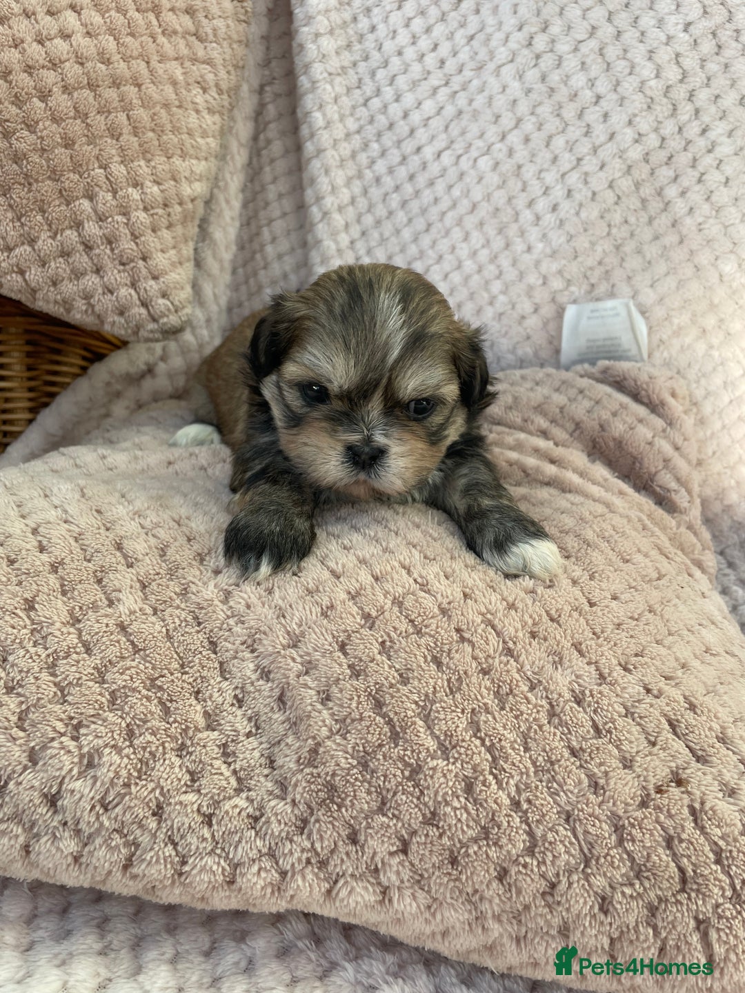 Mixed Breed dogs for sale: Lhasa apso cross shihtzu puppies. - Advert 27