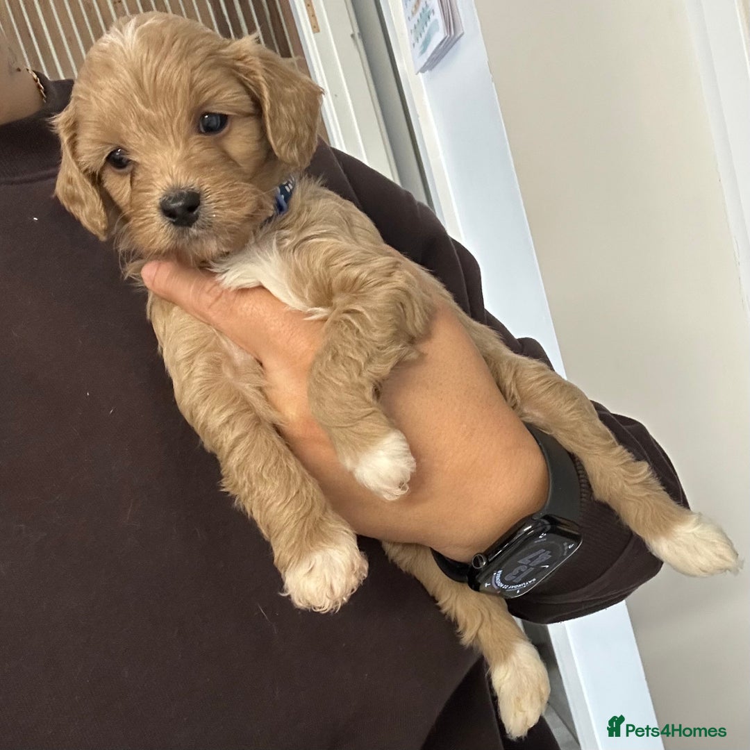 Cavapoo dogs for sale: Amazing quality litter of F1B Cavapoos  - Advert 11