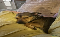 Jack Russell dogs for sale: Jack Russell 2 year old bitch - Image 3