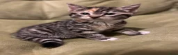 Bengal cats for sale: Bengal Mix Ready! - please read bio - Advert 2