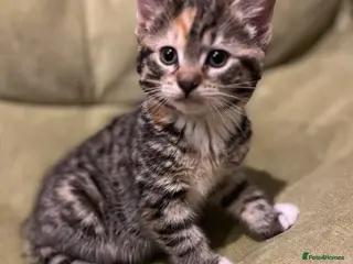 Bengal cats Bengal Mix Ready! 4/6 left - Advert 5