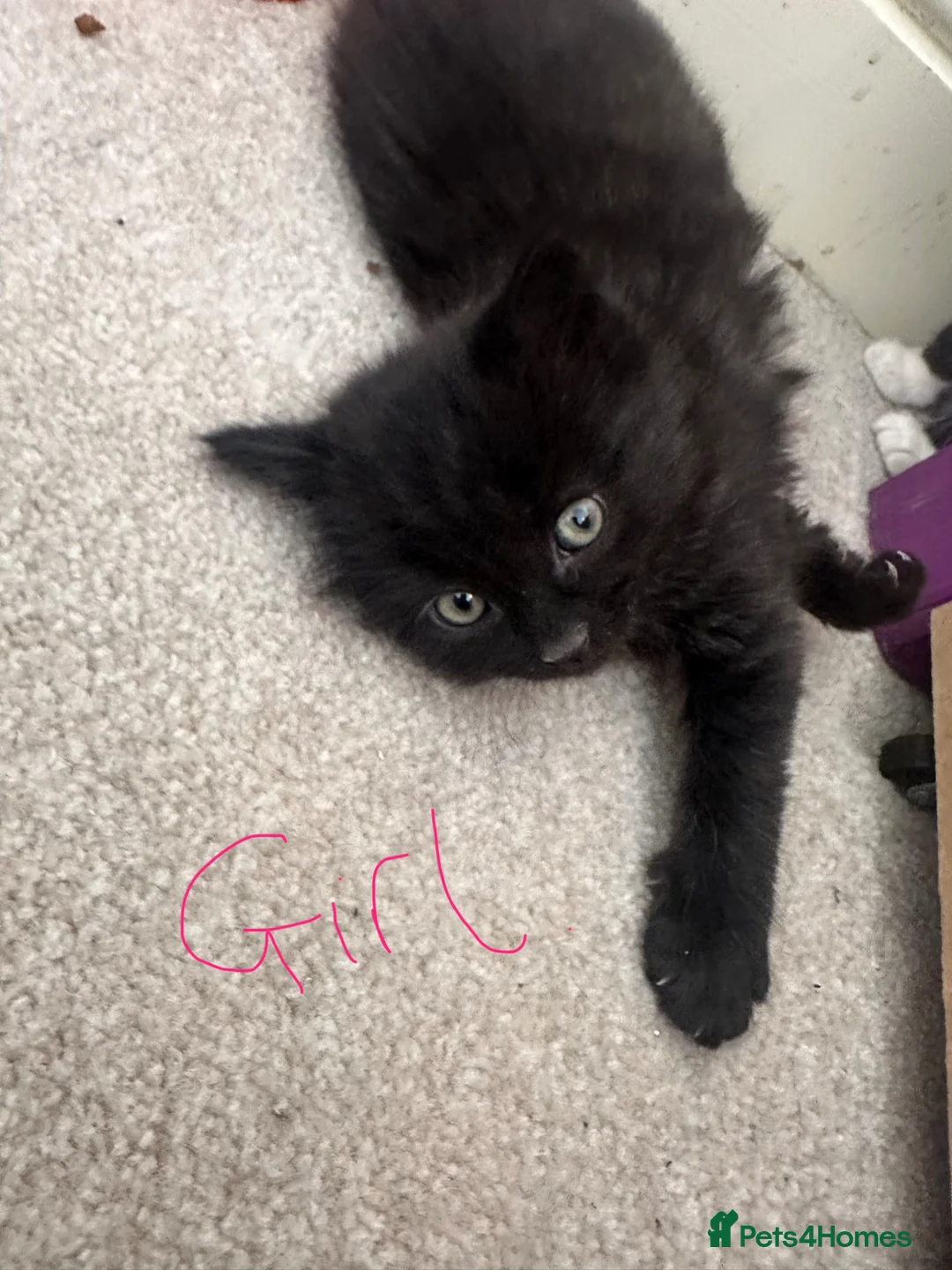 Mixed Breed cats for sale: Mixed bread kittens for sale in Reading - Advert 5