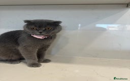 Scottish Fold cats for sale: We have a lovely Scottish Fold boy   - Image 1