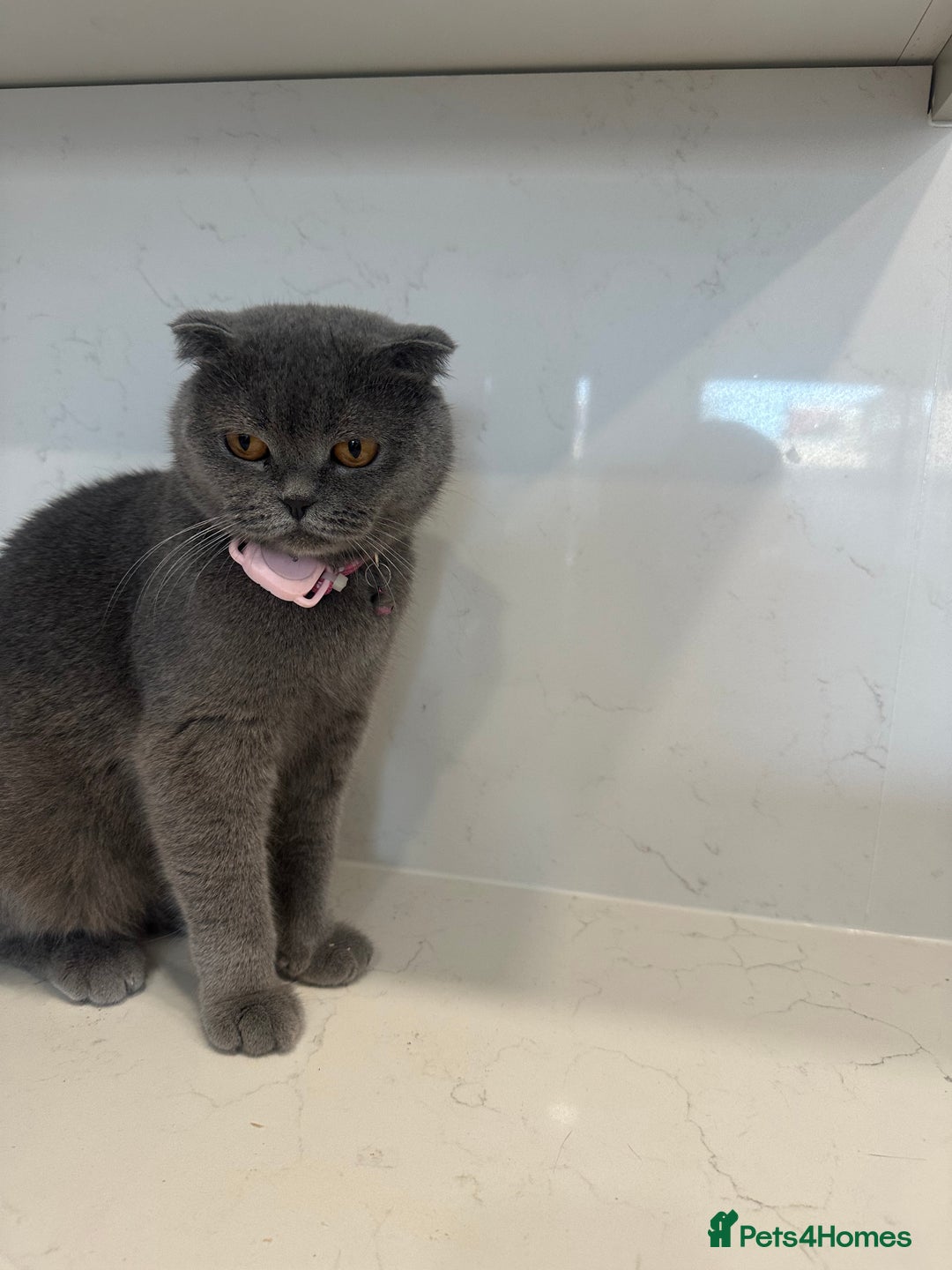 Scottish Fold cats for sale: We have a lovely Scottish Fold boy   - Image 1