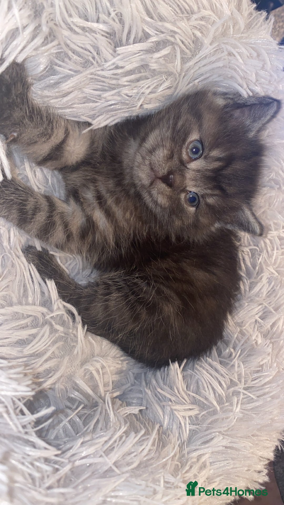 Mixed Breed cats for sale: Cute smoke grey kitten - Advert 1