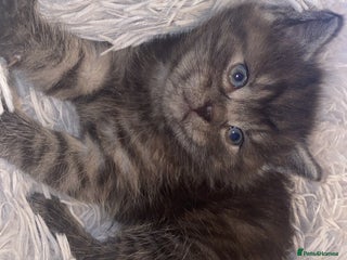 Mixed Breed cats Cute smoke grey kitten - Advert 1