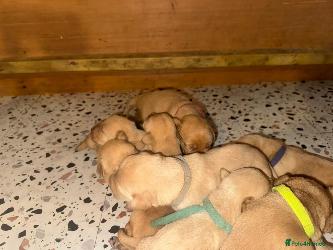 Labrador Retriever dogs for sale: Red and dark yellow KC labrador puppies  - Advert 4