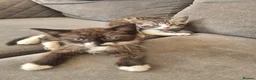 Snowshoe cats for sale: Beautiful snowshoe mixed Norwegian forest  - Advert 29