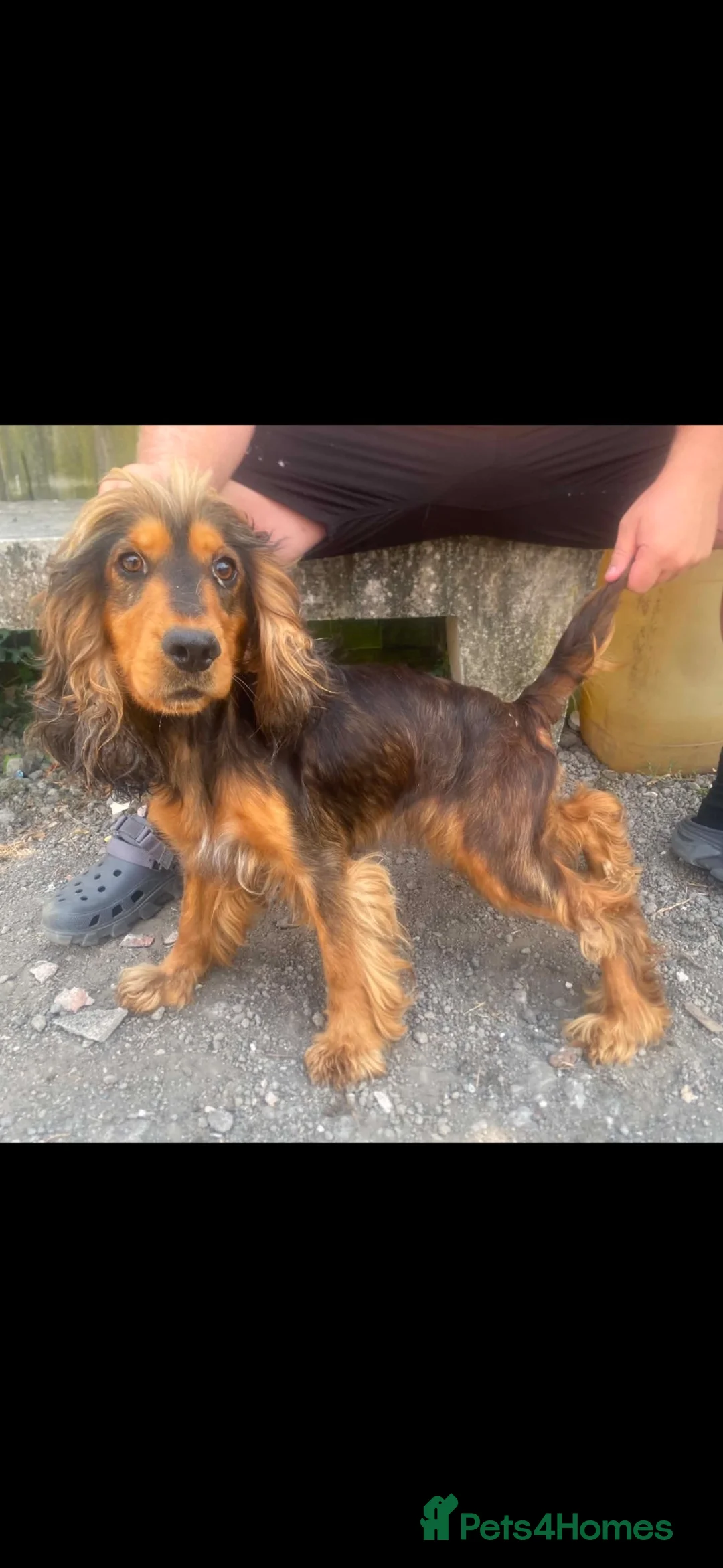 Cocker Spaniel dogs for sale: Cocker spaniel puppies - Advert 1