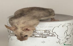 Mouse rodents for sale: Fancy mice - Image 2