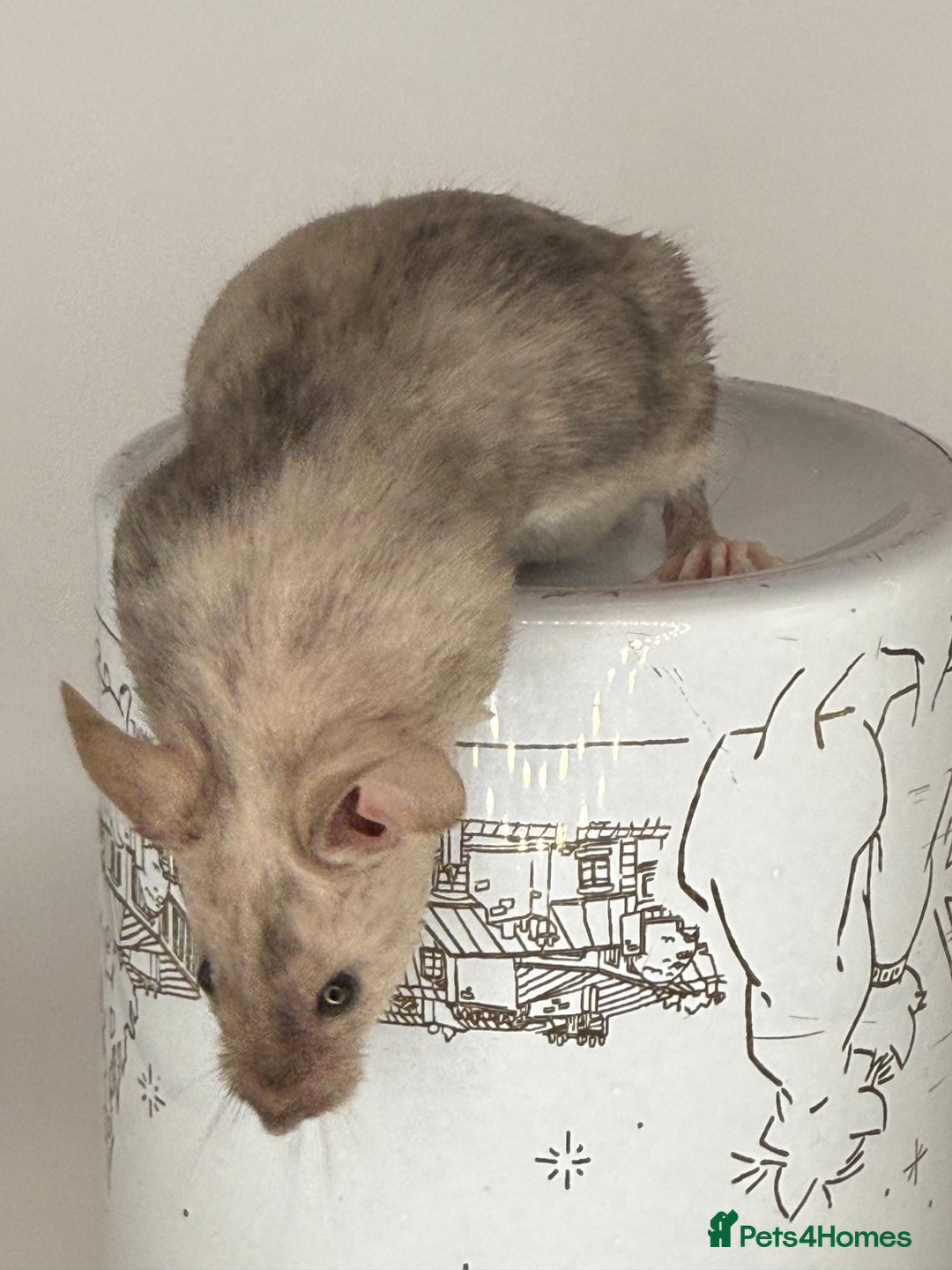 Mouse rodents for sale: Fancy mice - Image 2