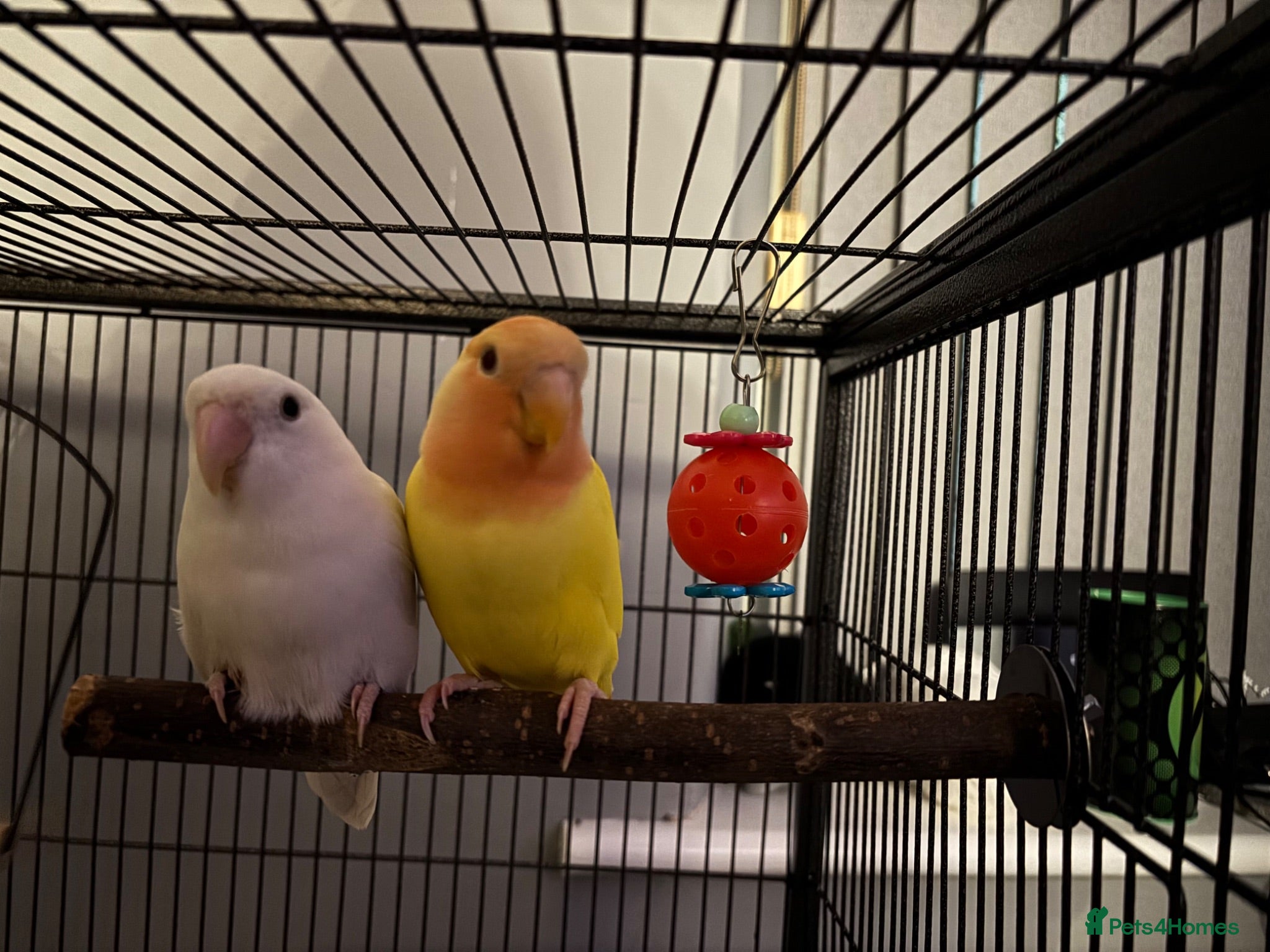 Lovebirds birds Two love birds and cage - Advert 2