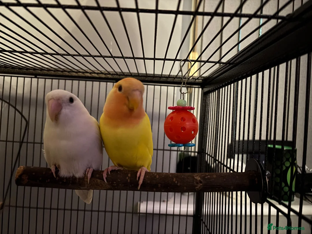 Lovebirds birds for sale: Two love birds and cage in Holyhead - Advert 1