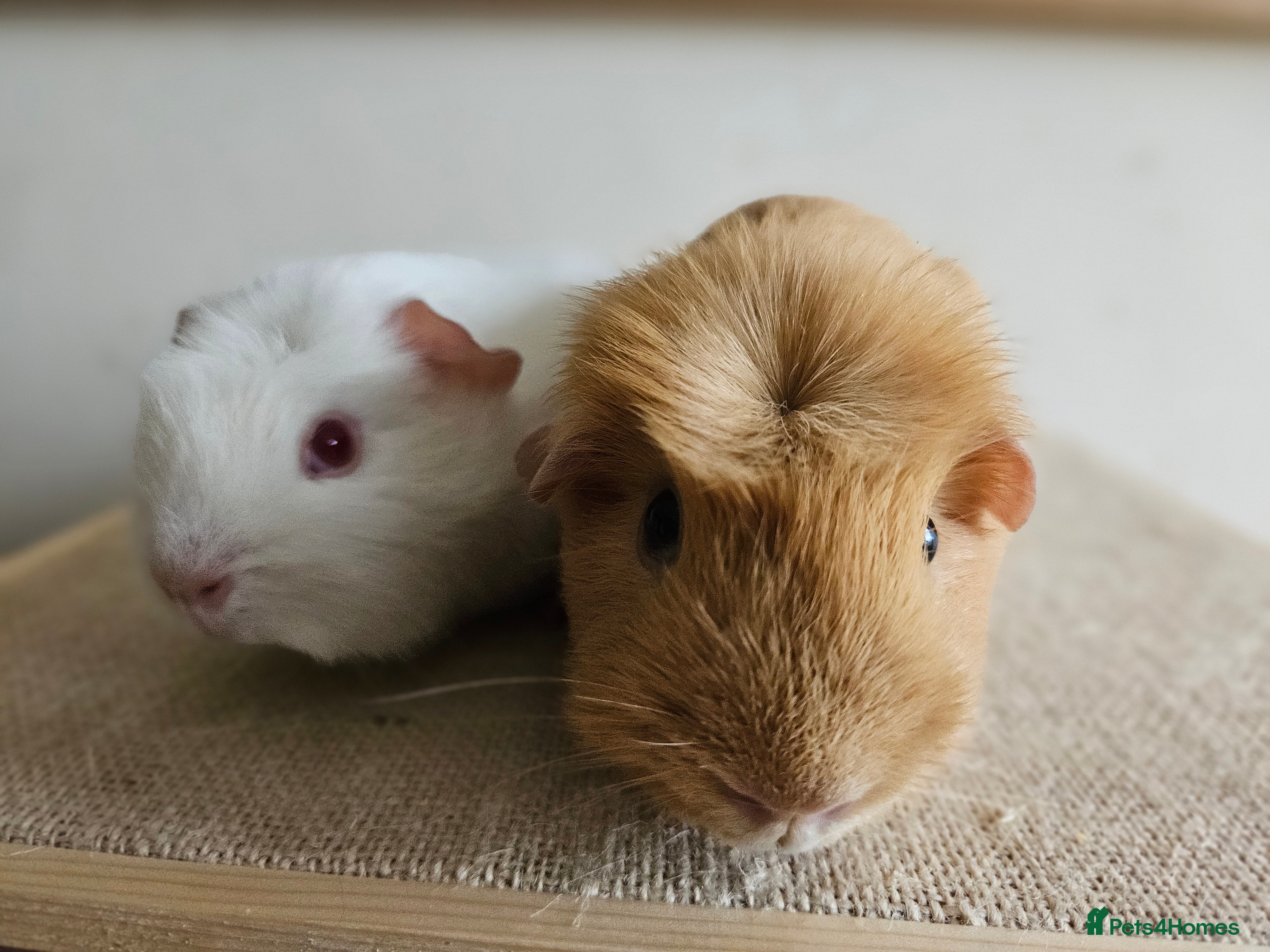 Guinea Pig rodents Bonded pairs of baby/young male guinea pigs - Advert 4
