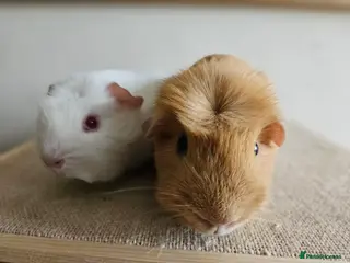 Guinea Pig rodents Bonded pairs of baby/young male guinea pigs - Advert 4