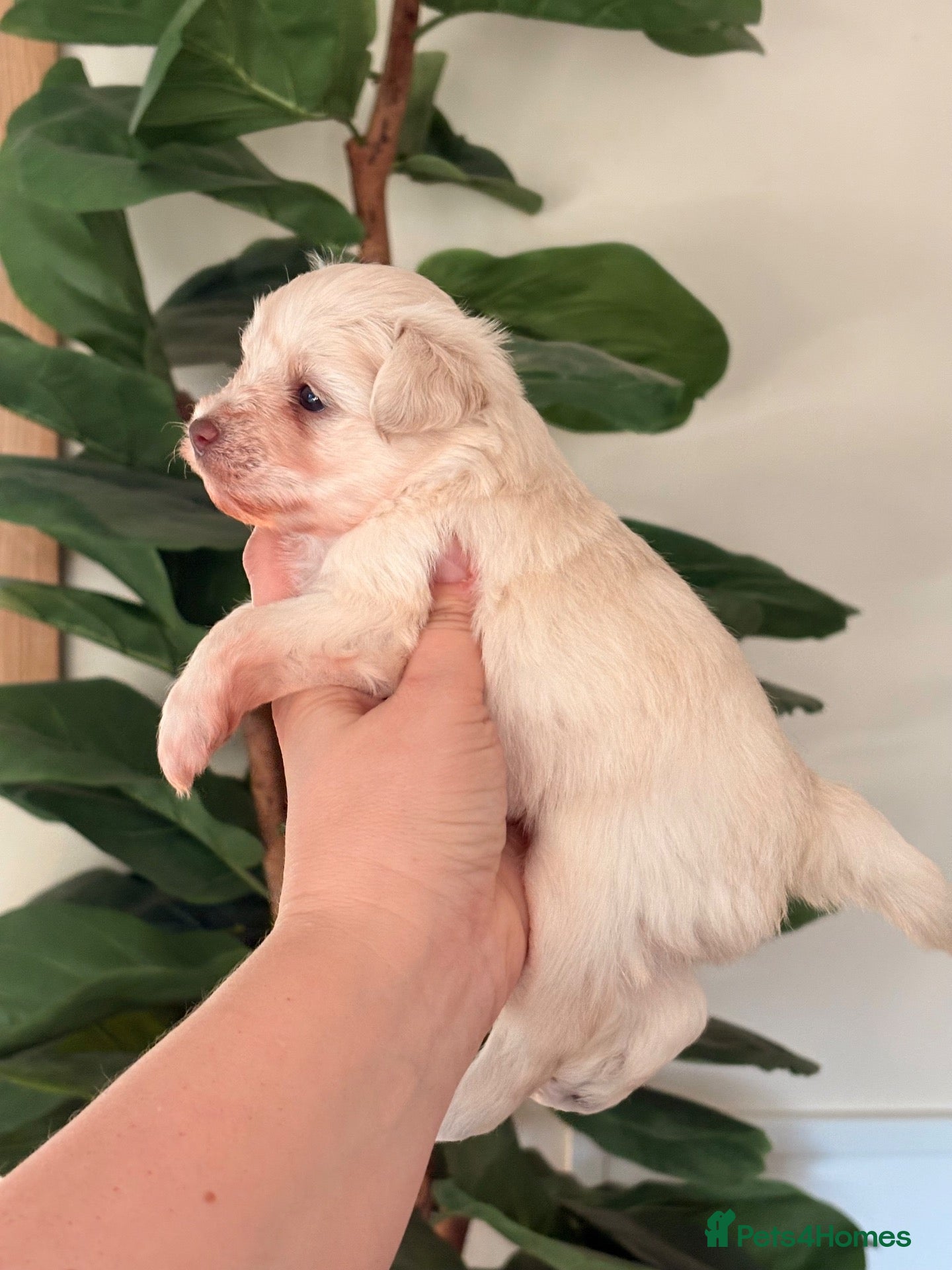 Miniature Schnauzer dogs American Chocolate Wheaten & White Mini Schnauzer - Advert 11