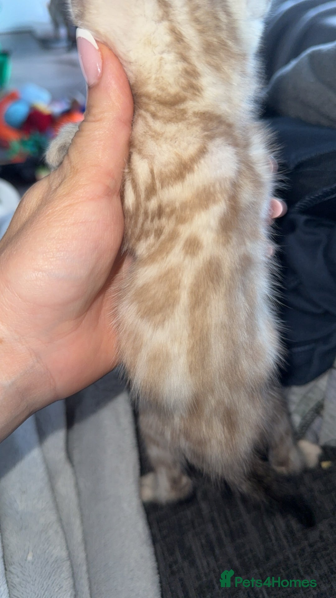 Bengal cats for sale: Bengal kittens  - Advert 24