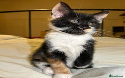 Mixed Breed cats for sale: Gorgeous fluffy kittens  - Advert 8
