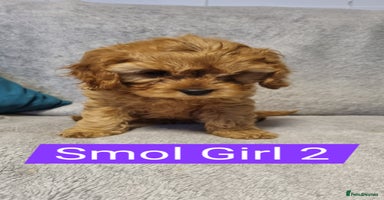 Cavapoo dogs - Advert 2