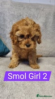 Cavapoo dogs - Advert 2