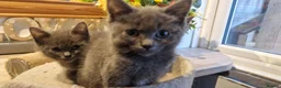 Mixed Breed cats for sale: Ragdoll cross ready now - Advert 3