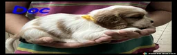 Cockalier dogs for sale: Beautiful Cockaliers - Advert 6