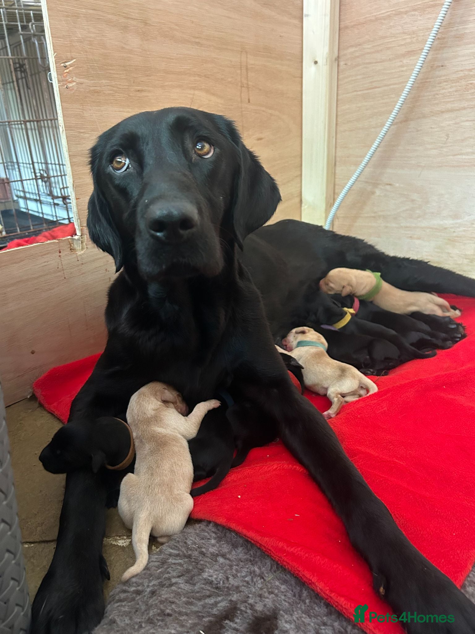 Labrador Retriever dogs READY 11TH JULY KC REG BLACK AND YELLOW LABRADORS - Advert 2