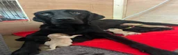 Labrador Retriever dogs for sale: READY 11TH JULY KC REG BLACK AND YELLOW LABRADORS - Advert 2