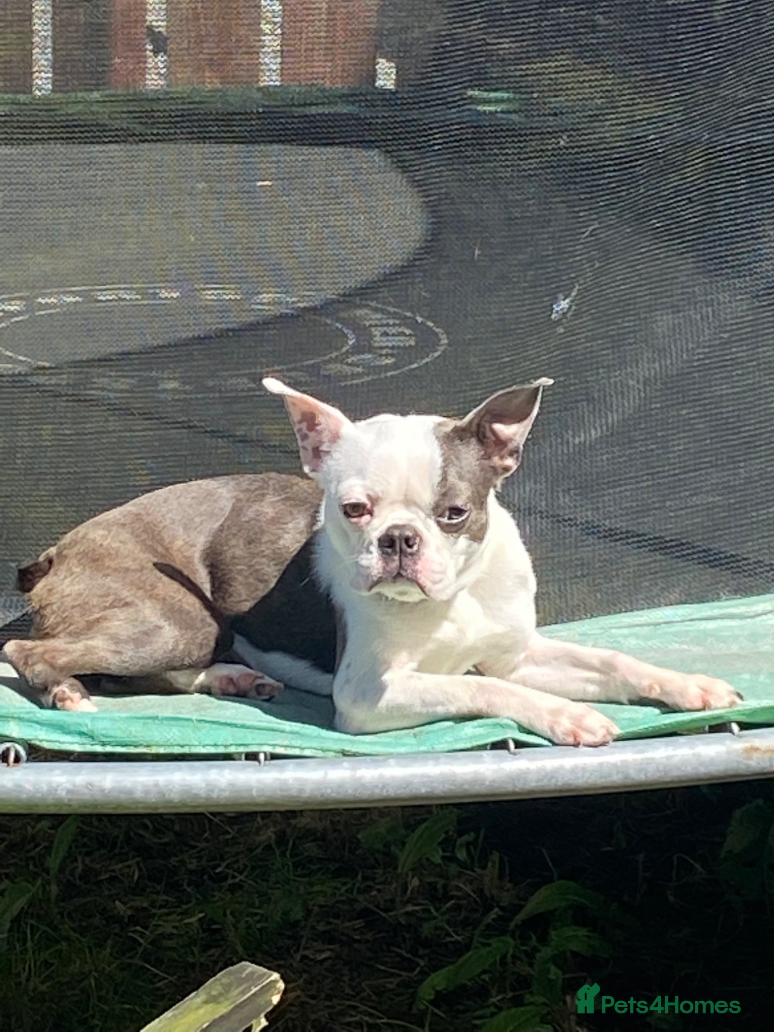Boston Terrier dogs Cookie  - Advert 4