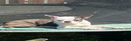 Boston Terrier dogs for sale: Cookie  in Lanark - Advert 1