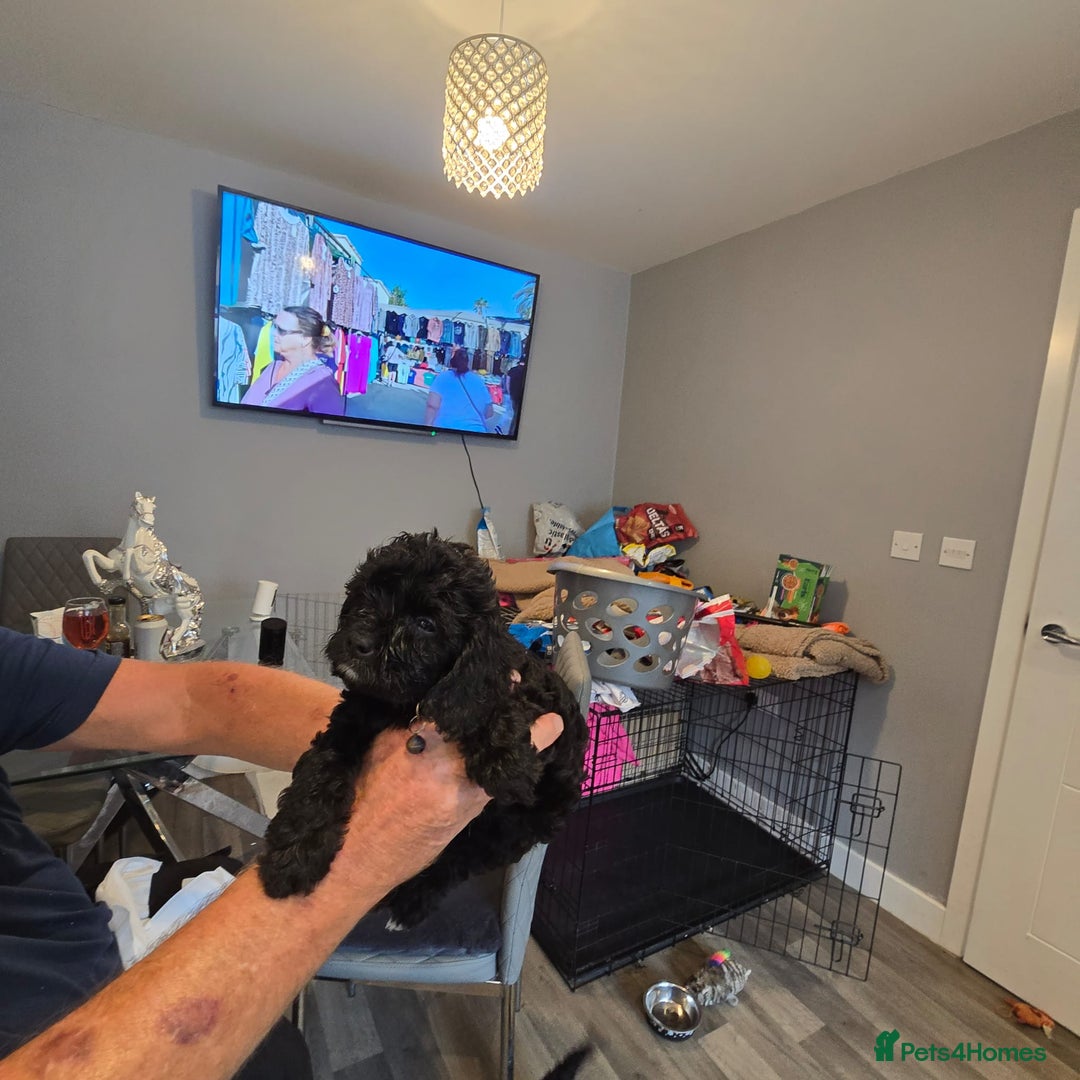 Cavapoo dogs for sale: TWO LITTLE FUR BABIES LEFT  - Image 34