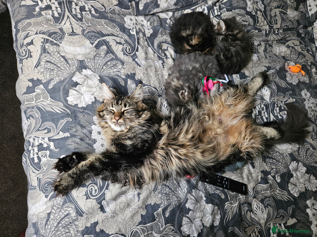 Maine Coon cats for sale: Male Mainecoon  - Image 7