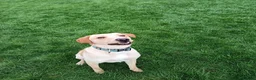 Labrador Retriever dogs for sale: RONNIE - Advert 2