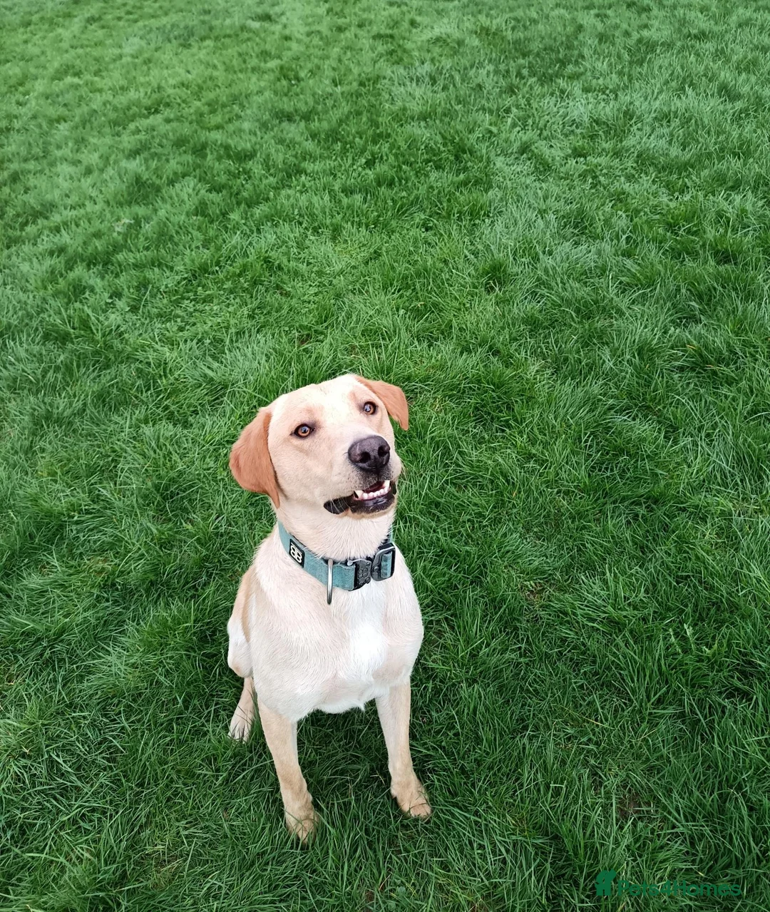 Labrador Retriever dogs for sale: RONNIE - Advert 2