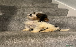 Biewer Terrier dogs for sale:  **  Biewer Terrier Babies Available 🥰 - Image 7