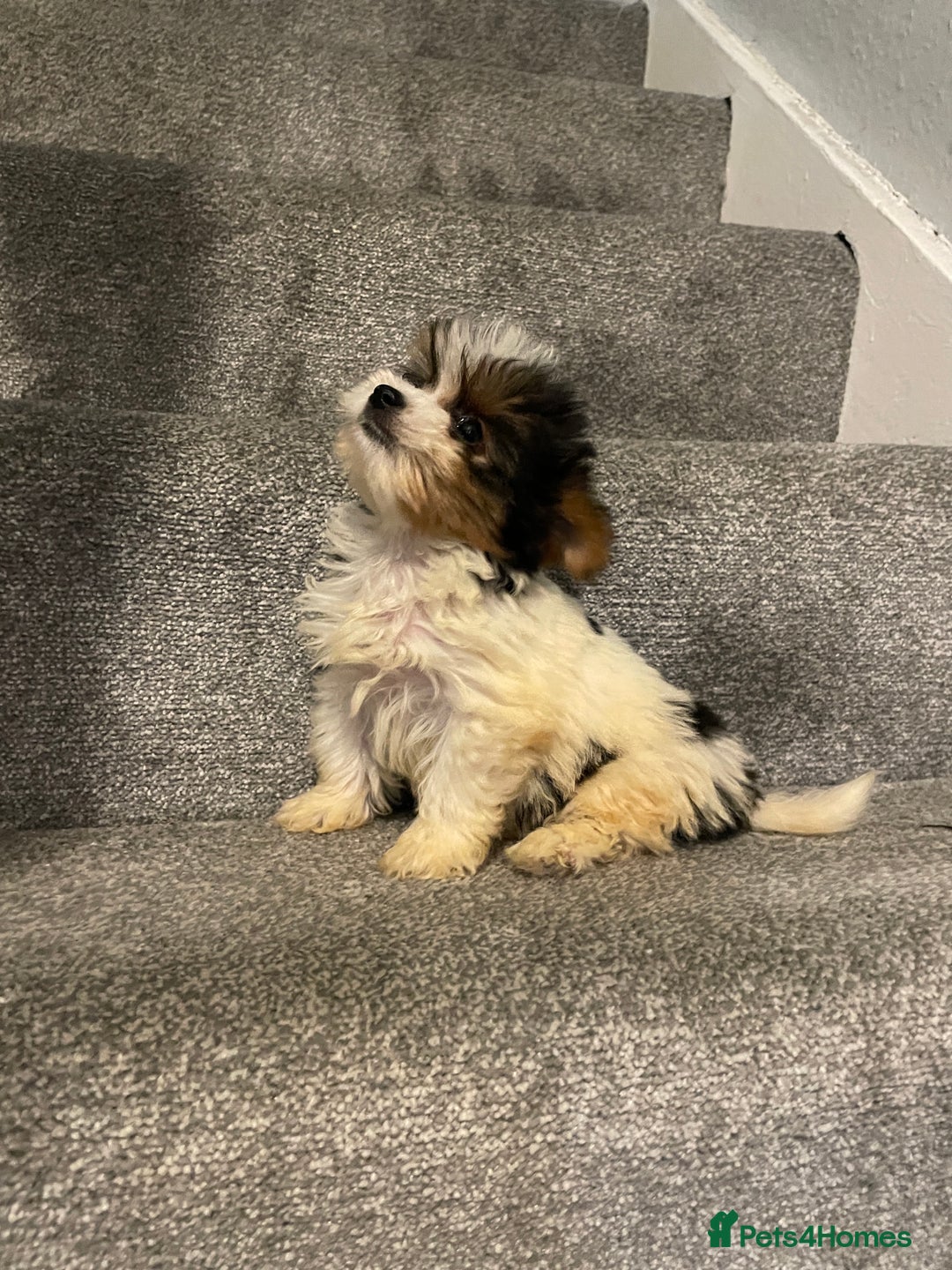 Biewer Terrier dogs for sale:  **  Biewer Terrier Babies Available 🥰 - Image 7