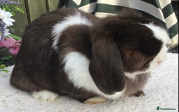 Mini Lop rabbits for sale: Mini lop doe - Image 2
