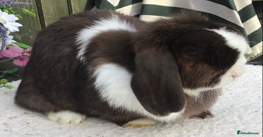 Mini Lop rabbits - Advert 4